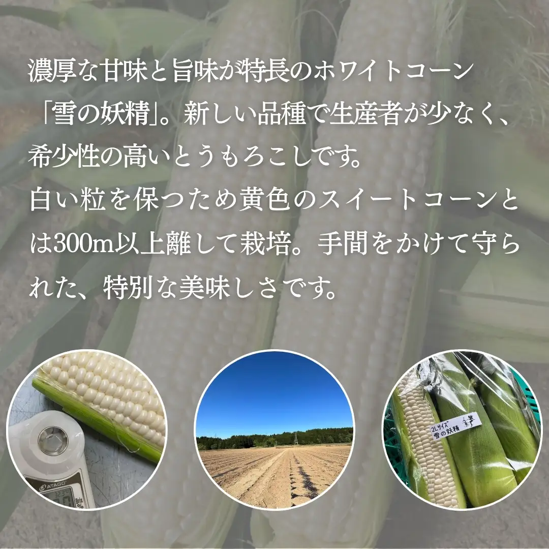 白とうもろこし 雪の妖精 2L?L 10本入 雪室予冷 | 津南町 スイートコーン