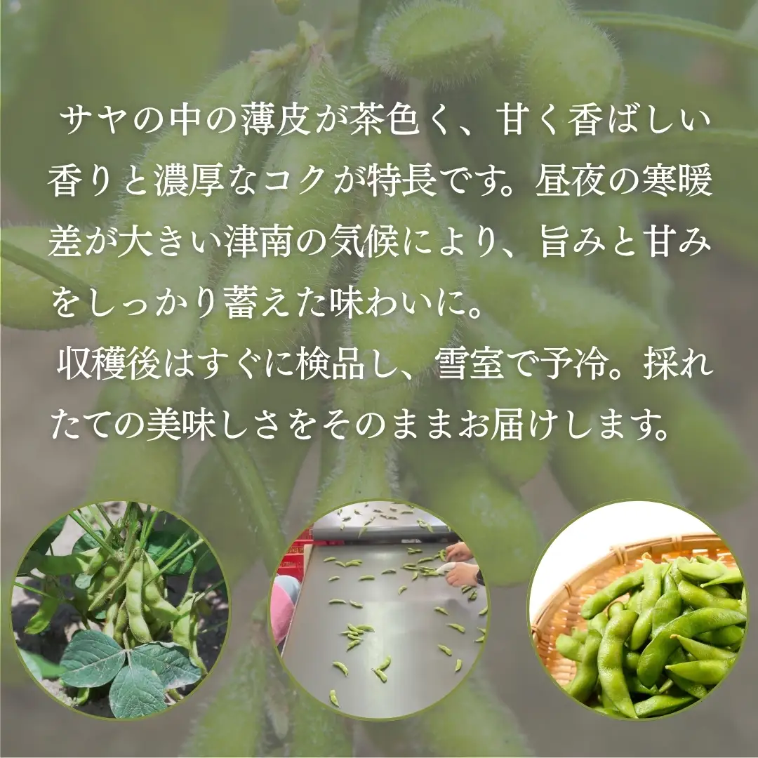 枝豆 高原茶豆 2kg（200g×10袋）雪室予冷 | 津南町