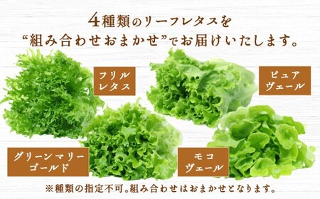 水耕栽培 リーフレタス「うるおい野菜」28個セット 野菜 フリルレタス ピュアヴェール グリーンマリーゴールド モコヴェール セット 福岡県 北九州市