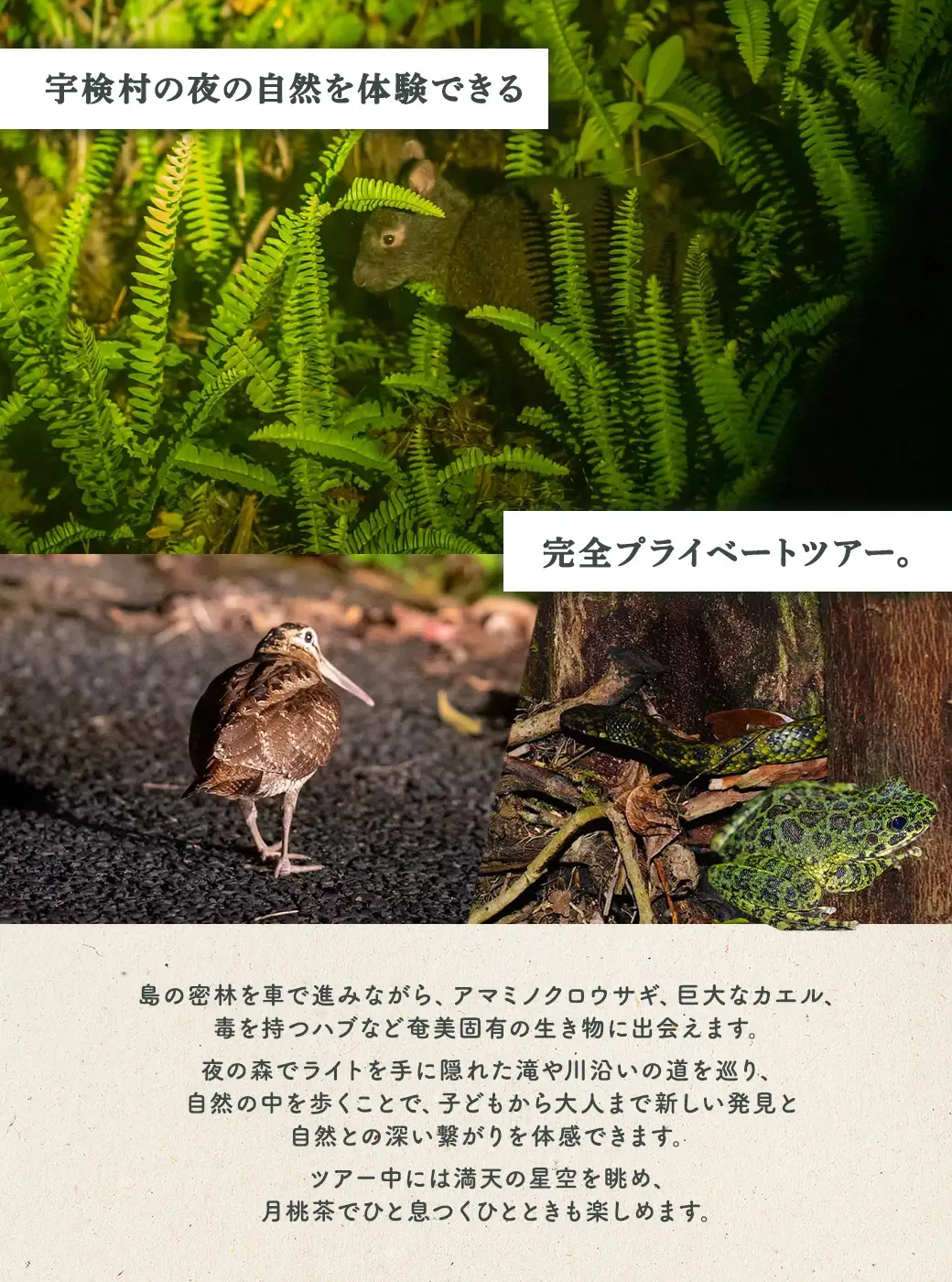 生き物ナイトツアー 1名様 奄美大島 宇検村 鹿児島県 旅行 自然 冒険 完全プライベート
