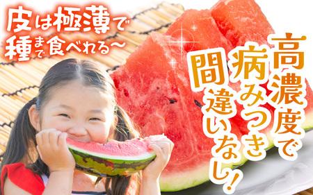 【先行予約】福井県産小玉スイカ ピノ・ガール農家直送 砂丘地栽培 約1kgサイズ 1玉【2026年7月中旬以降順次発送予定】 [A-21804]