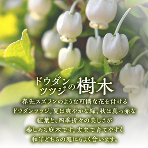 【ふるなびWEEK対象】植木　ドウダンツツジ　1.2ｍ