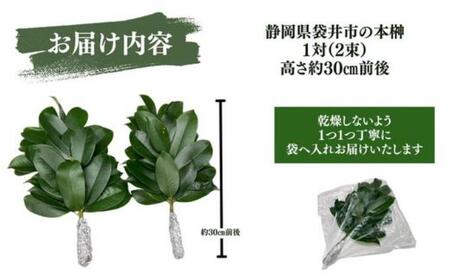 袋井市　出世榊　本榊　純国産　1対（2束）※1日交換に間に合うように配送　榊 さかき サカキ 神棚 お供え 国内産 日持ち 大きい 艶やか 静岡県