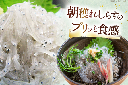 生しらす 160ｇｘ2パック と沖漬け 100g × 2パック 計520g 食べ比べ 小分け セット [丸三水産 静岡県 吉田町 22424697]