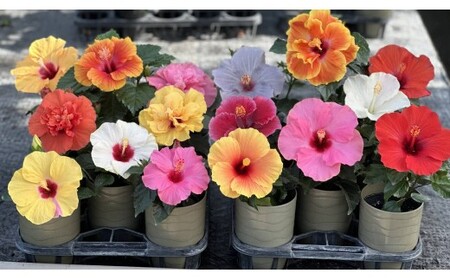 ハイビスカス（ロングライフシリーズ） 3種セット【農家直送】 | 植物 お花 花 鉢 鉢花 花鉢 フラワー ギフト プレゼント 贈り物 珍しい 育てやすい かわいい 可愛い キレイ おしゃれ オシャレ 送料無料 岐阜県 瑞穂市 ※2026年6月上旬～8月上旬頃に順次発送予定 ※北海道・沖縄・離島への配送不可