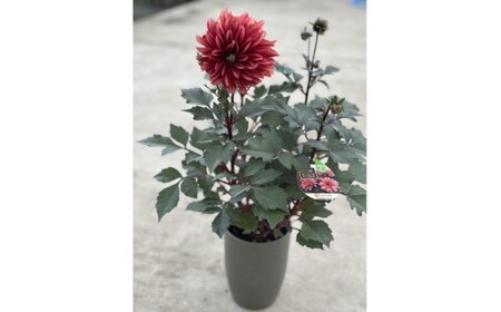ダリア（チョコレートダリア）3色セット【農家直送】 | 植物 お花 花 鉢 鉢花 花鉢 フラワー ギフトプレゼント 贈り物 珍しい 育てやすい かわいい 可愛い キレイ おしゃれ オシャレ シック 送料無料 岐阜県 瑞穂市 ※2026年9月上旬～10月中旬頃に順次発送予定 ※北海道・沖縄・離島への配送不可