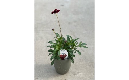 チョコレートコスモス3鉢セット【農家直送】 | 植物 お花 花 鉢 鉢花 花鉢 フラワー ギフトプレゼント 贈り物 珍しい 育てやすい かわいい 可愛い キレイ おしゃれ オシャレ シック 送料無料 岐阜県 瑞穂市 ※2026年5月中旬～7月上旬頃に順次発送予定 ※北海道・沖縄・離島への配送不可