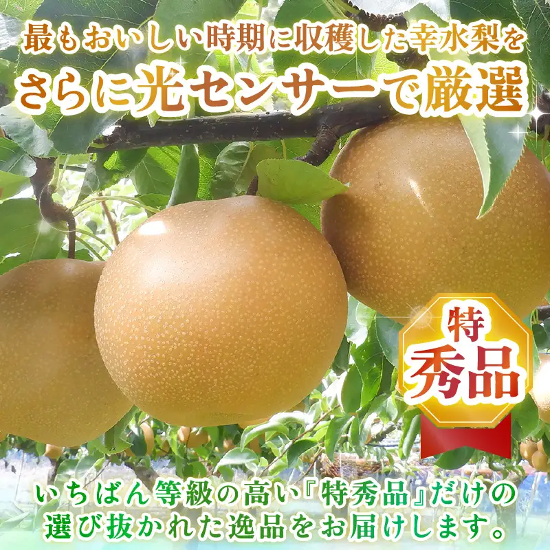 【先行予約】上野梨園の幸水梨 特選大玉 幸水梨『特秀品』選び抜かれた逸品 3kg 光糖度センサー選果品 梨園直送！ / 期間限定 果物 フルーツ 農家直送 シャキシャキ もぎたて 旬 お取り寄せ ※2026年8月下旬より順次発送 [aw077-a028]