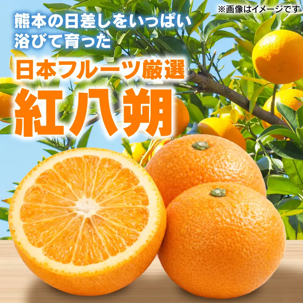 【先行予約】 【訳あり】 紅八朔 約8kg 八朔 はっさく ハッサク 柑橘 果物 くだもの フルーツ 熊本県 八代市 【2027年1月下旬より順次発送】