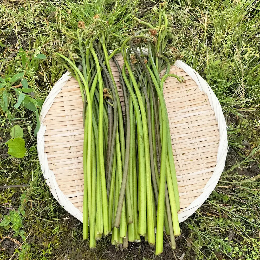 ワラビ 約1000g トロっトロの食感が堪らない！【120P3205】