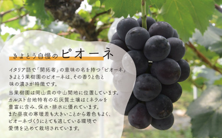 ピオーネ 岡山県産ぶどう 種なしご家庭用特大ピオーネ2房計1.3kg～ 【KF-B064-01】