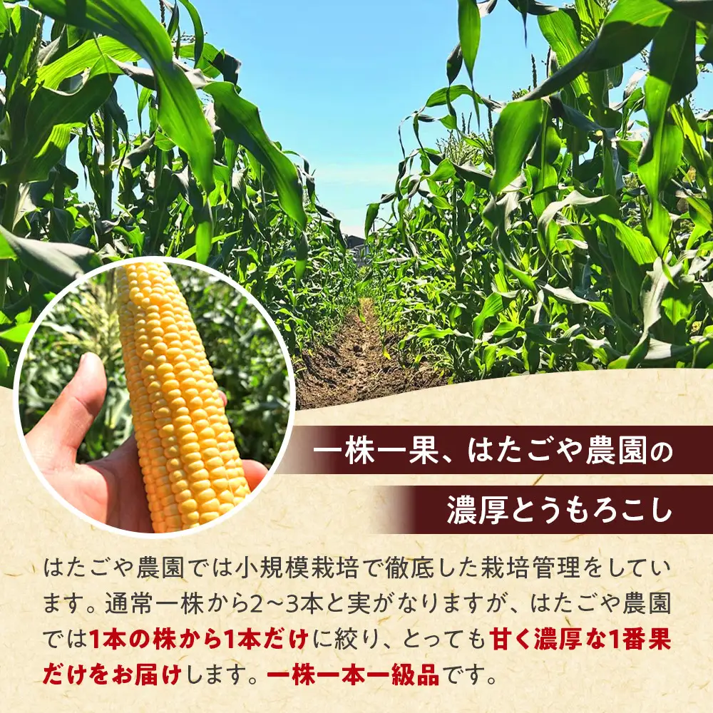 朝採 新鮮 白浜町産 ゴールドラッシュ とうもろこし 2Lサイズ 10～12本 はたごや農園