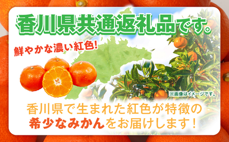 【先行受付】金時紅早生みかん 約2kg【香川県共通返礼品】 | 金時紅 鮮やか 紅色 小原紅早生 糖度 甘い みかん ミカン 柑橘 柑橘系 果物 フルーツ 青果 デザート グルメ おすすめ 贈答 贈り物 贈答用 ギフト プレゼント 特産品 特産 取り寄せ 香川県 三木町 |_mk006-076