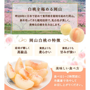 【定期便全3回】もも ぶどう 晴れの国岡山フルーツ定期便（７月・８月・９月お届け）岡田青果