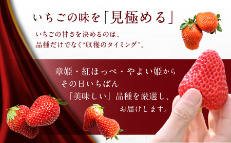 ブランドいちご 2P 約500g 紅ほっぺ 苺