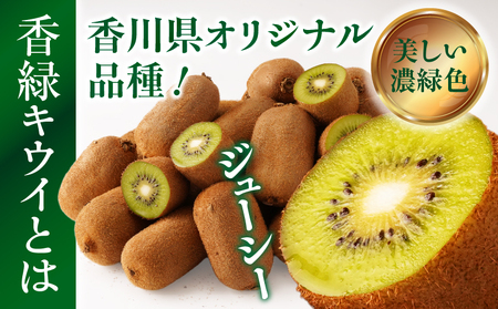 【先行受付】香川県オリジナルキウイフルーツ「香緑」約1.2kg（8-13玉）【香川県共通返礼品】 | キウイ フルーツ 果物 香川県 香緑 デザート サラダ ヨーグルト トッピング 国産 季節限定 青果物 旬 おすすめ |_mk006-067
