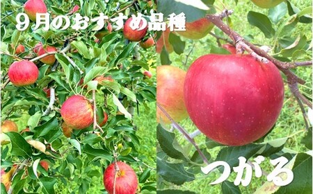 【北上市産 りんご 】＼ 予約受付 9月中旬より発送予定／ 旬を彩るおまかせパック【 厳選 / 贈答用 】 5キロ (約13～20玉) 林檎 リンゴ 国産 東北 岩手 産地直送 フルーツ 果物 岩手県 北上市 D0452 手土産 プレゼント 贈り物 季節限定 金鈴園