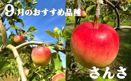 【北上市産 りんご 】 ＼ 予約受付 26年9月発送開始予定 ／ 旬を彩るおまかせパック 【 家庭用 】 5キロ (約13～20玉)  林檎 リンゴ 5kg 国産 東北 岩手 産地直送 送料無料 訳あり フルーツ 果物 岩手県 北上市 C0522 金鈴園 ふるさと納税 限定 季節限定 秋 冬