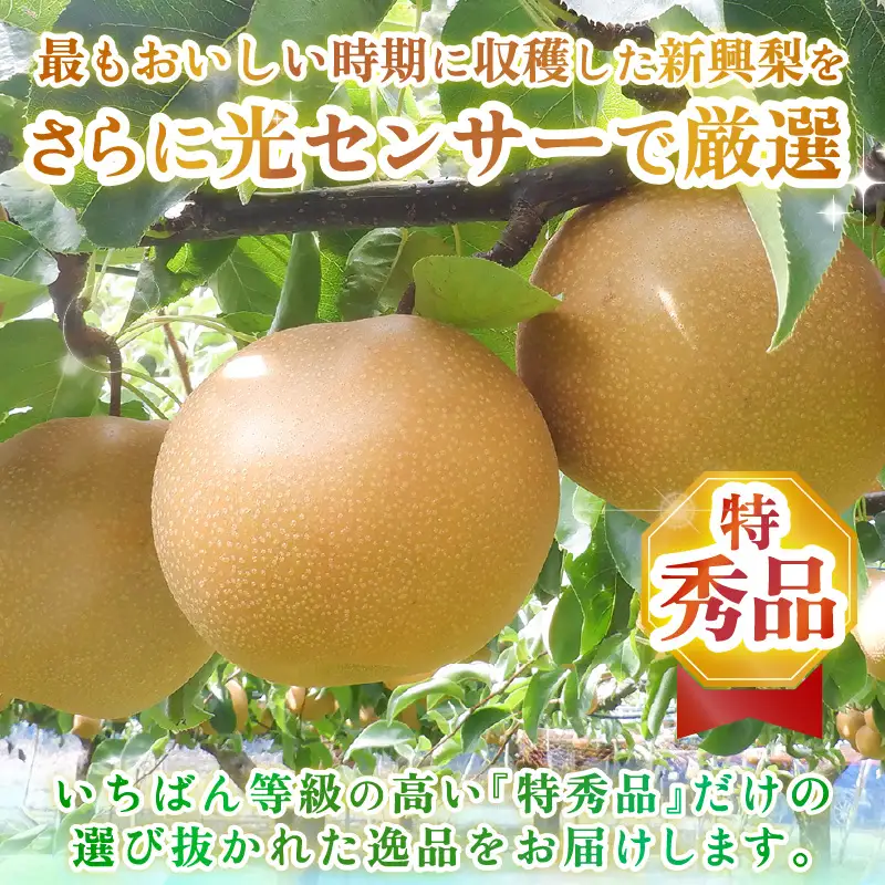 【先行予約】上野梨園の特選大玉 新興梨『特秀品』選び抜かれた逸品 3kg 光糖度センサー選果品 梨園直送！ / 期間限定 果物 フルーツ 農家直送 シャキシャキ もぎたて 旬 お取り寄せ ※2026年10月中旬より順次発送 [aw077-a030]