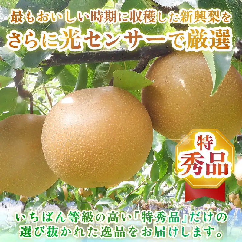 【先行予約】上野梨園の特選大玉 新興梨『特秀品』選び抜かれた逸品 5kg 光糖度センサー選果品 梨園直送！ / 期間限定 果物 フルーツ 農家直送 シャキシャキ もぎたて 旬 お取り寄せ ※2026年10月中旬より順次発送 [aw077-b003]