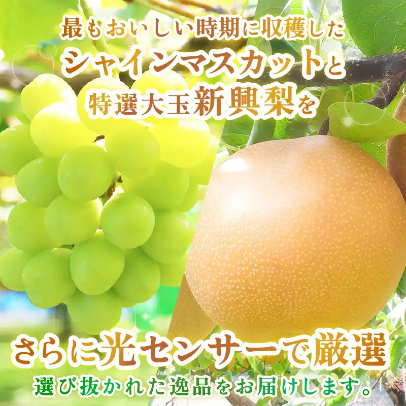 【先行予約】定期便 ≪2回お届け≫ 旬のフルーツ定期便 全2回 シャインマスカットと新興梨『特秀品』 梨園直送！ / 期間限定 果物 フルーツ 農家直送 シャキシャキ もぎたて 旬 お取り寄せ ※2026年9月中旬より順次発送 [aw077-b004]