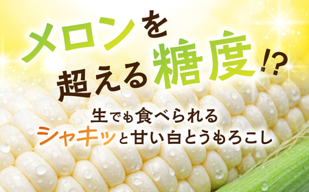 朝採り当日発送！ とうもろこし ホワイト系 5本～6本 (2kg以上) ホワイトコーン 雪の妖精 ピュアホワイト 冷蔵 糖度 フルーツ メロン より 甘い 田原市 トウモロコシ コーン おやつ スイーツ コーンスープ 事前予約 夏 初夏 野菜