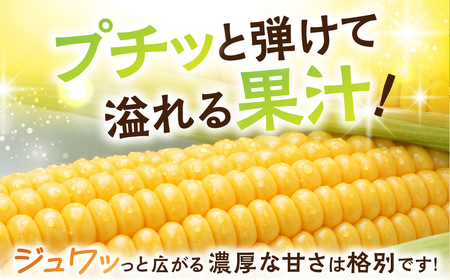 ＜先行予約＞ 朝採り当日発送！ 訳あり とうもろこし イエロー系 6本～9本 イエロー バイカラー ゴールドラッシュ ドルチェドリーム 冷蔵 糖度 甘い 田原市 トウモロコシ コーン おやつ スイーツ コーンスープ 事前予約 夏 初夏 野菜