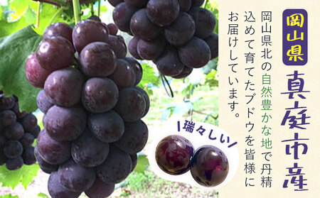 訳あり 岡山県産 ピオーネ 3-4房 約 2kg ぶどう園 AC《2026年9月中旬-11月中旬頃出荷》ピオーネ 送料無料 岡山県 浅口市 岡山 ぶどう フルーツ 果物