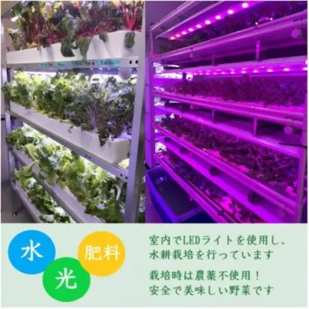 品種おまかせ!LED菜園野菜ミックス 500g×1パック【配送不可地域：離島・北海道・沖縄県・中国・四国・九州】【1668702】
