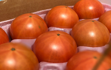 及川農園 フルーツトマト 4箱3.2kg F4G-0346