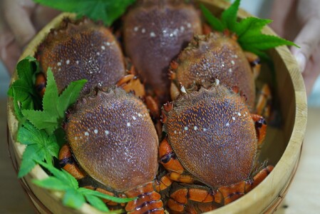 【6回 定期便 活冷凍 アサヒガニ 約２㎏ 】 アサヒガニ あさひがに 朝日蟹 蟹 かに カニ 活冷凍 活き 生 姿 冷凍 セット 詰め合わせ パスタ 味噌汁 焼ガニ 魚介類 海鮮 海の幸 産地直送 産直 旬 晩御飯 夕食 おかず 酒の肴 おつまみ 贅沢 自宅用 家庭用 お取り寄せ 美阿丸 高知県 室戸市