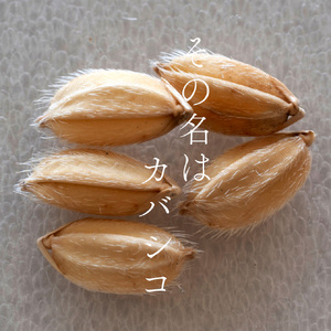 香子 5kg × 赤酒 720ml | 熊本県 和水町 くまもと なごみまち なごみ 白米 お米 米 お酒 酒 あか酒 地酒 花の香酒造