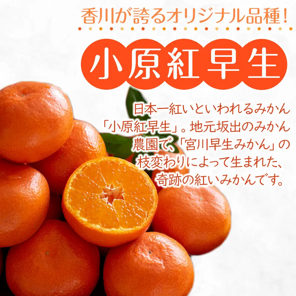 【お歳暮ギフト/熨斗対応】特秀品！真っ赤なお蜜柑「小原紅早生」約5kg