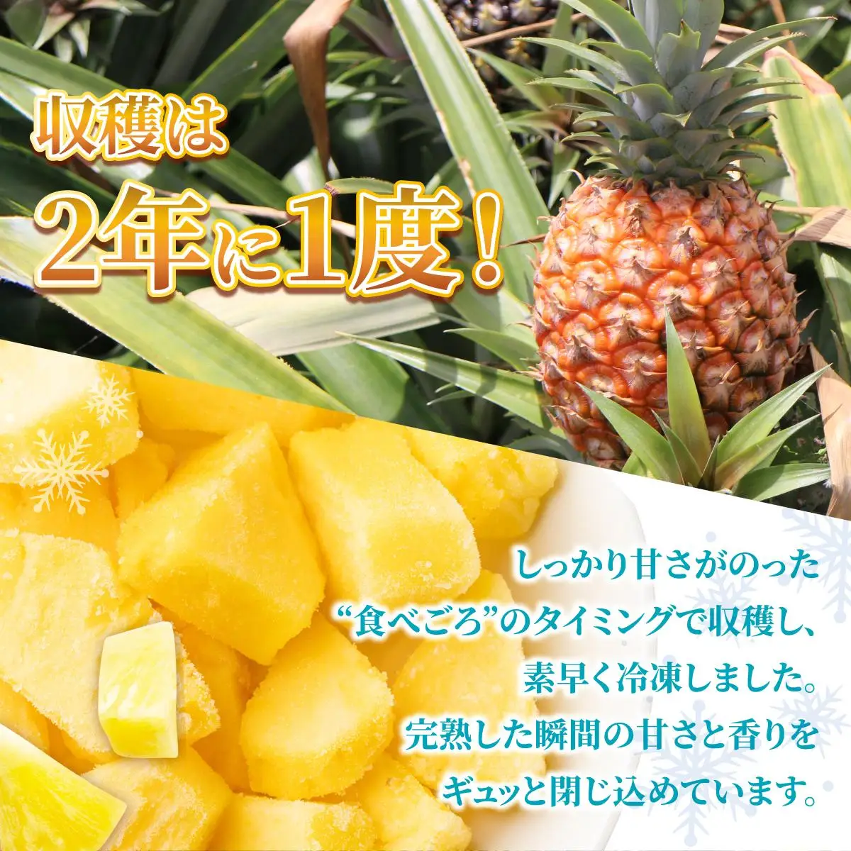 ＜先行予約＞ 石垣島産 冷凍カットパイナップル 200g×5袋 計1kg 
