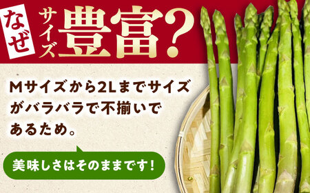 朝採れ アスパラガス 500g 《対馬市》【農家くんのアスパラファーム】 冷蔵 アスパラ とれたて 新鮮 野菜 産地直送[WCT003]