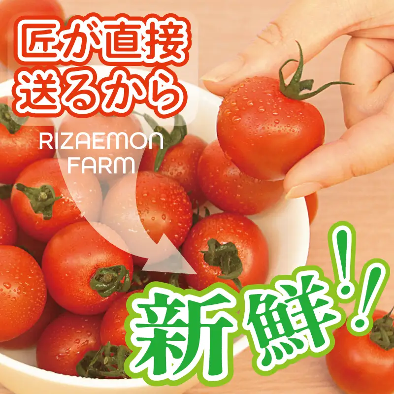 泉州産 新鮮ミニトマト 8パック+不揃いトマト2パック