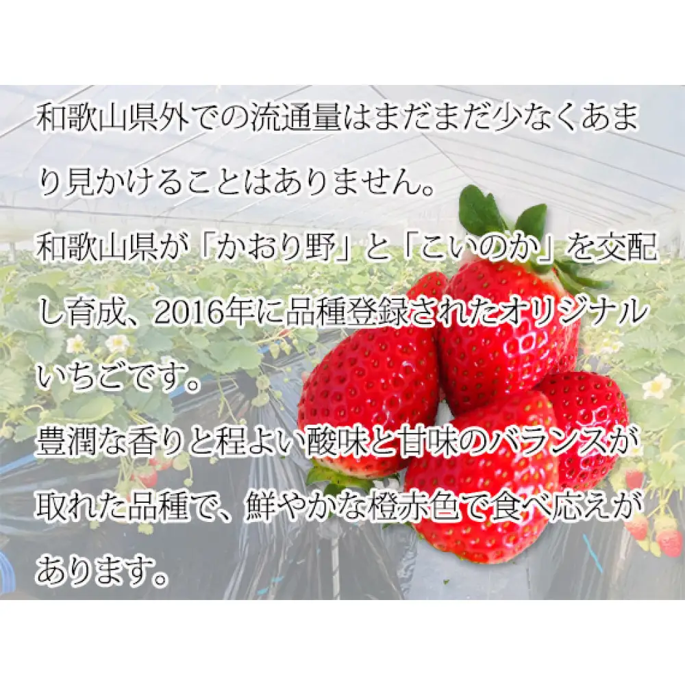 紀州和歌山ブランドいちご「紀の香」約250g×4P ［UT143］