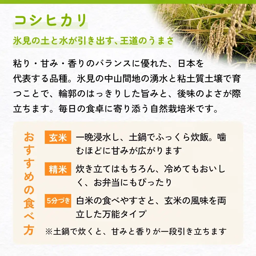 【交響するお米】［精米］自然栽培 コシヒカリ 10kg（富山県 氷見市 / 令和7年産） |   移住農家が里山から直送 米 白米 こしひかり