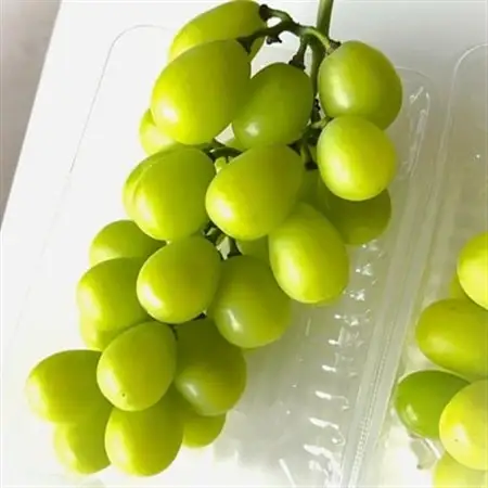 【2026年先行予約】 シャインマスカット 訳あり 2房 約1.2kg 完熟 朝採り 静岡県産【配送不可地域：離島・沖縄県】【1723185】