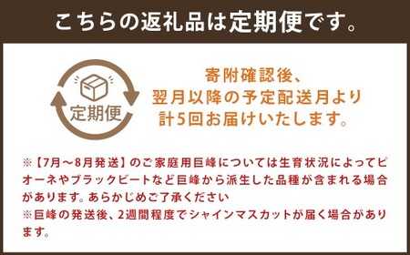 【定期便5回コース】時津の果物定期便 みかんとぶどうの町から贈る 特産品の定期便 シャインマスカット 巨峰 みかん 不知火 びわ 【2025年12月上旬より順次発送予定】