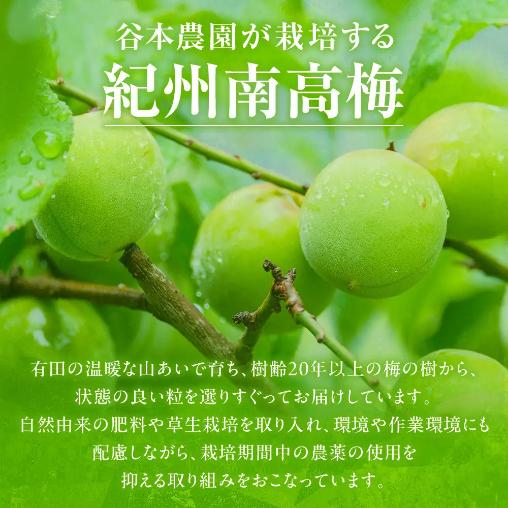 手もぎ 完熟南高梅 20kg L～2Lサイズ 谷本農園