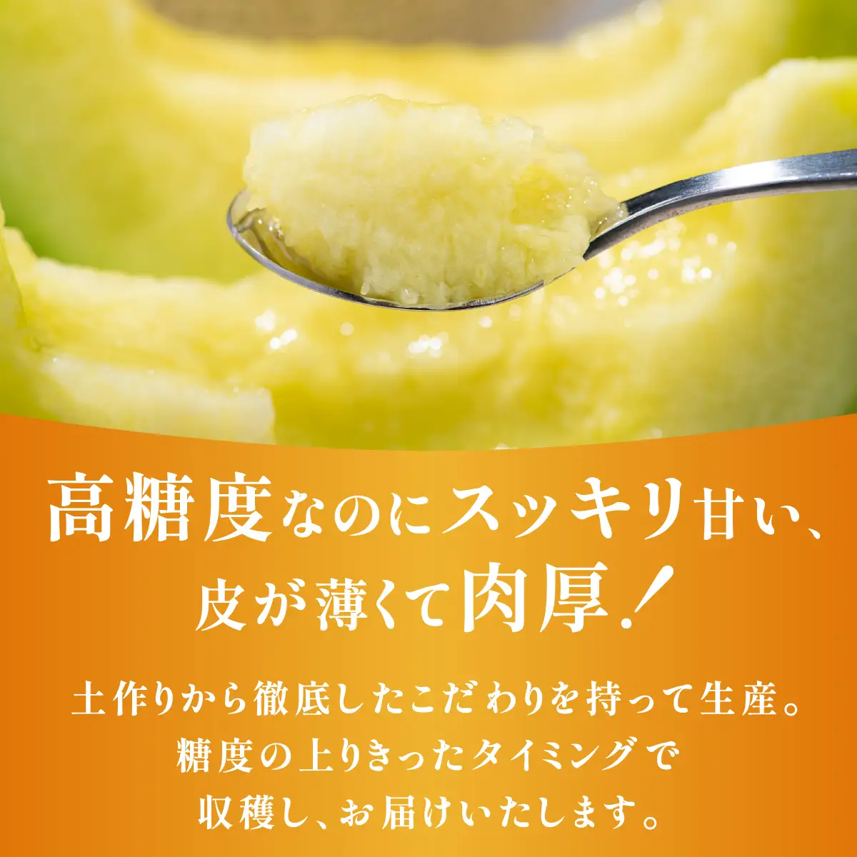 《令和8年8月初旬発送予定》 大阪府能勢町産 青肉メロン 『アールスメロン』 1玉 (1.5kg-1.8kg) | 西河農園 |  国産 フルーツ 果物 デザート 甘い | 8月発送 夏季限定 |  ギフト 贈り物 |  大阪府 能勢町 送料無料