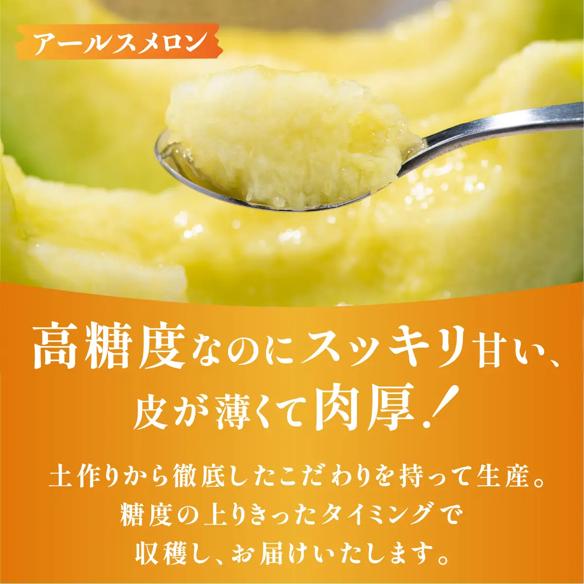 《令和8年8月初旬発送予定》 大阪府能勢町産 青肉メロン 『アールスメロン』1玉 (約1.5kg) × メロンピクルス 2本 (150g×2) セット | 西河農園 | 国産 フルーツ 果物 デザート 甘い | 8月発送 夏季限定 | 詰め合わせ ギフト | 大阪府 能勢町 送料無料