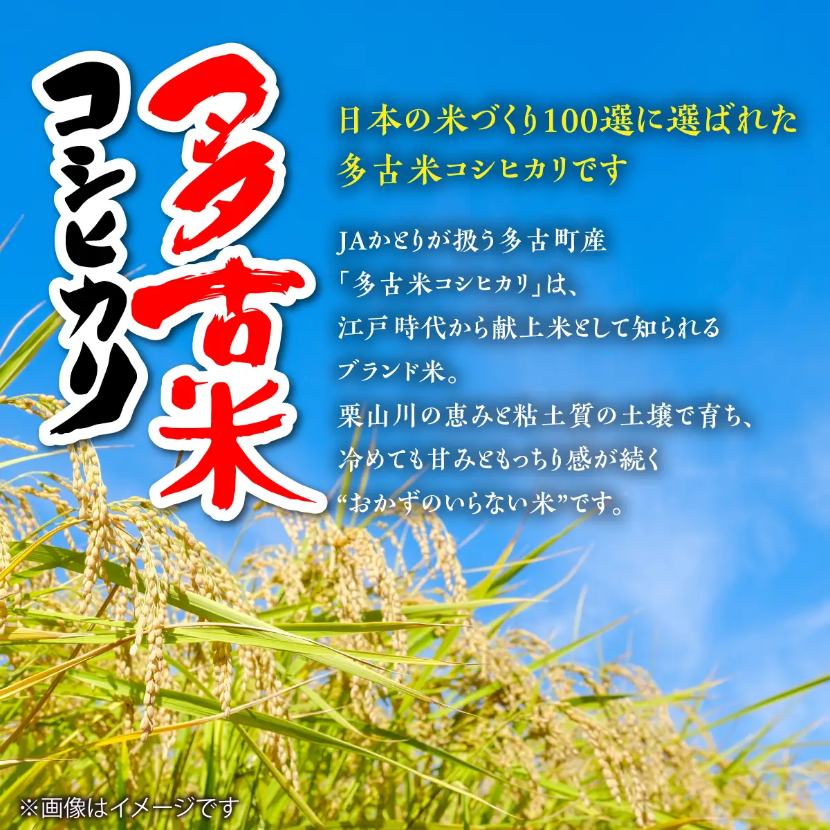 【令和7年産】多古米コシヒカリ　精米20kg(5kg×4袋)_ コシヒカリ 米 こしひかり_【配送不可地域：離島・沖縄県】 TAKN002