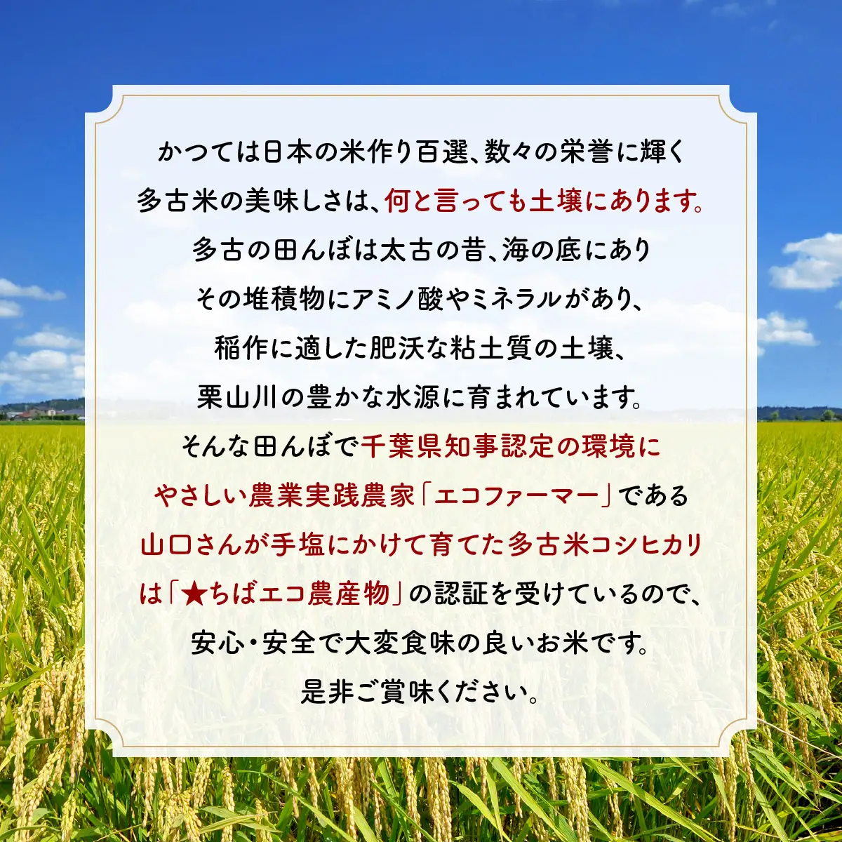 山口さんちの【令和7年産】多古米コシヒカリ(精米)5kg_ 精米 米  【配送不可地域：離島・沖縄県】TAKF043