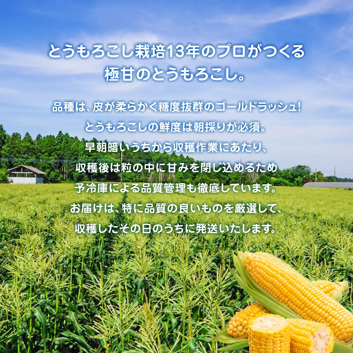 大村農場の朝採り極甘とうもろこしゴールドラッシュ13本(6月下旬から発送)_野菜 とうもろこし  トウモロコシ_【配送不可地域：離島・沖縄県】【1508995】 TAKG002