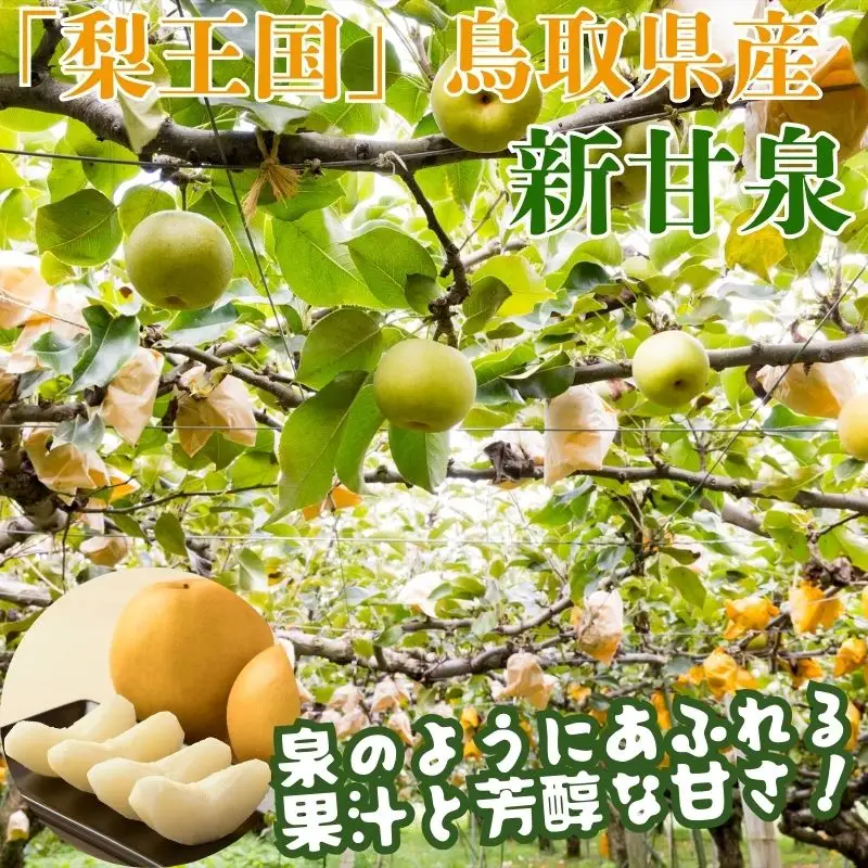 Y1012 新甘泉(赤秀) 5kg