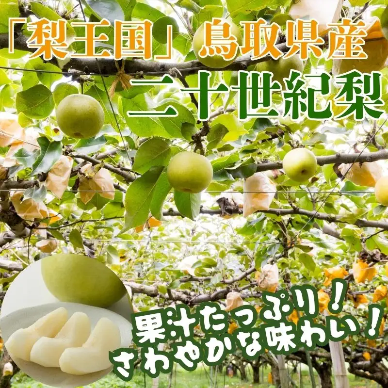Y1016 二十世紀梨(赤秀) 5kg