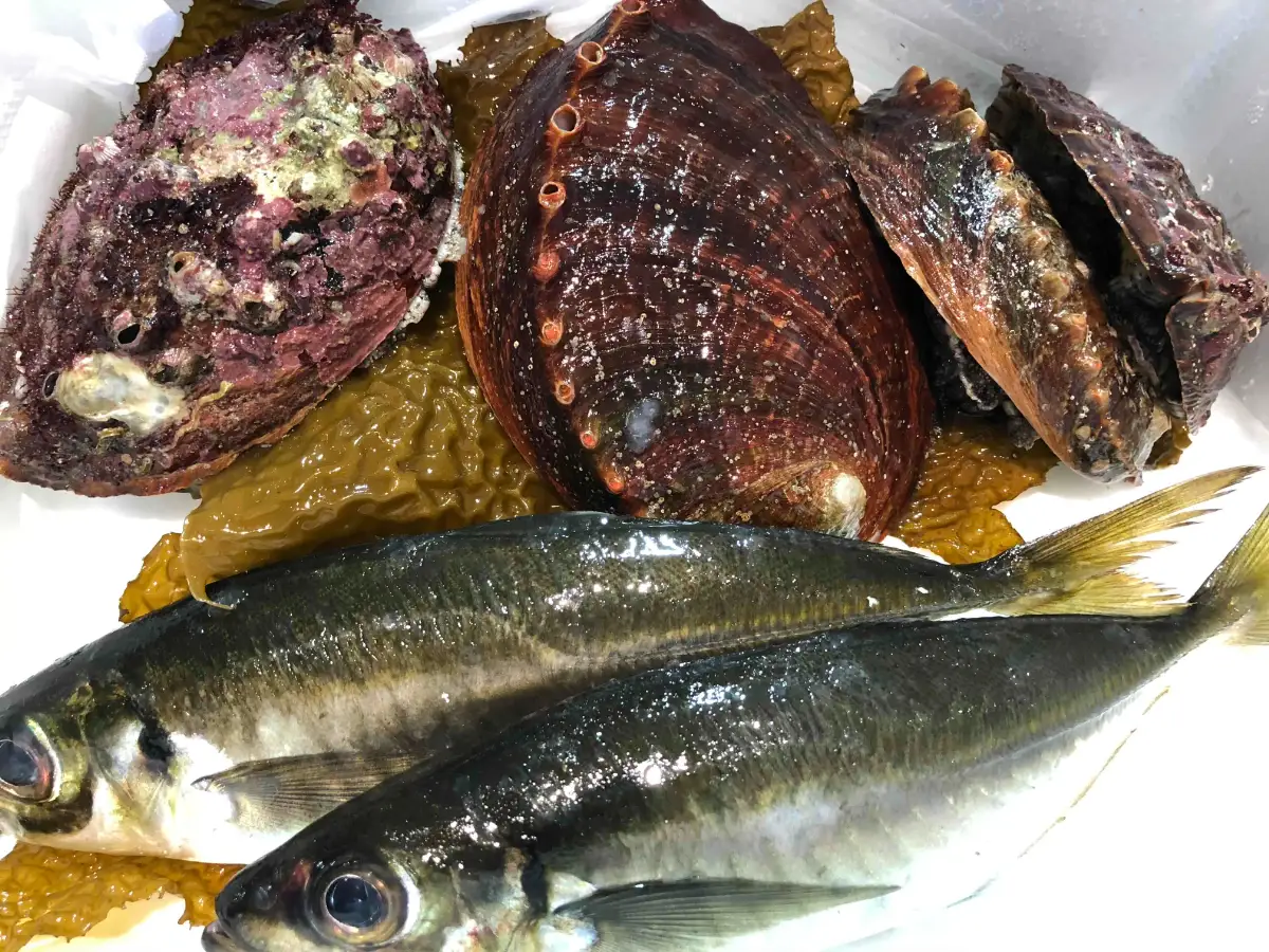 八幡浜発!竹中水産の「アワビ三昧大サイズ」600g(鯛もしくはアジとセット)　【H22-212】【配送不可地域：離島・北海道・沖縄県】【1043108】 YWTM030