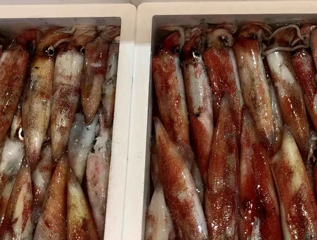 【冷凍便】八幡浜発!「白イカ(剣先イカ)」ドカーンと1.5kg!【D22-217】【配送不可地域：離島】【1043152】 YWTM035